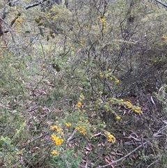 Dillwynia phylicoides at Wee Jasper, NSW - 27 Oct 2024