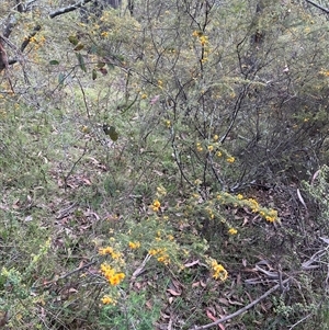 Dillwynia phylicoides at Wee Jasper, NSW - 27 Oct 2024 08:07 AM