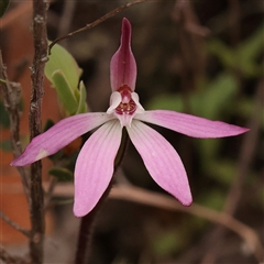 Caladenia fuscata (Dusky Fingers) at Gundaroo, NSW - 28 Sep 2024 by ConBoekel