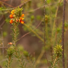 Pultenaea setulosa (Ragged Bush-pea) at Gundaroo, NSW - 28 Sep 2024 by ConBoekel