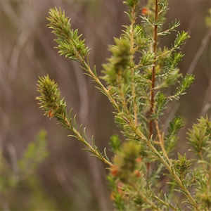 Pultenaea setulosa at Gundaroo, NSW - 28 Sep 2024