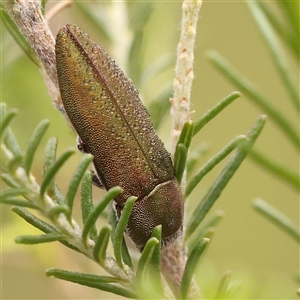 Melobasis propinqua at Gundaroo, NSW - 28 Sep 2024