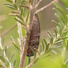 Melobasis propinqua at Gundaroo, NSW - 28 Sep 2024