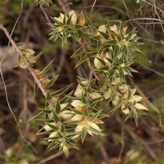 Melichrus urceolatus (Urn Heath) at Gundaroo, NSW - 28 Sep 2024 by ConBoekel