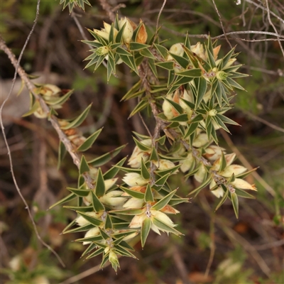 Unidentified Other Shrub at Gundaroo, NSW - 28 Sep 2024 by ConBoekel