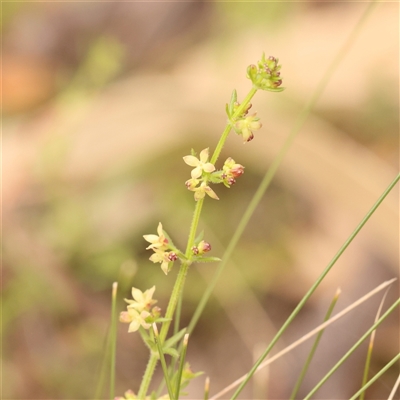 Galium gaudichaudii subsp. gaudichaudii (Rough Bedstraw) at Gundaroo, NSW - 28 Sep 2024 by ConBoekel