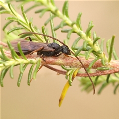 Myrmecia sp. (genus) (Bull ant or Jack Jumper) at Gundaroo, NSW - 28 Sep 2024 by ConBoekel