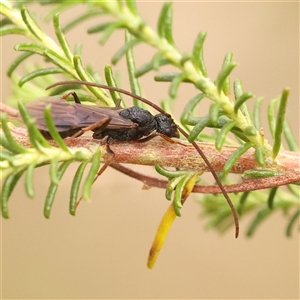 Myrmecia sp. (genus) at Gundaroo, NSW - 28 Sep 2024 11:23 AM