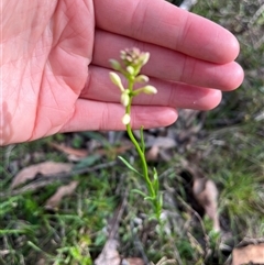 Stackhousia monogyna (Creamy Candles) at Wee Jasper, NSW - 26 Oct 2024 by courtneyb