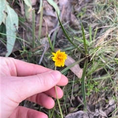 Unidentified Plant at Wee Jasper, NSW - 26 Oct 2024 by courtneyb