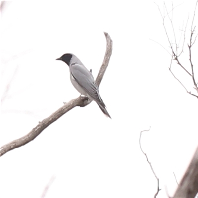 Coracina novaehollandiae (Black-faced Cuckooshrike) at Gundaroo, NSW - 28 Sep 2024 by ConBoekel