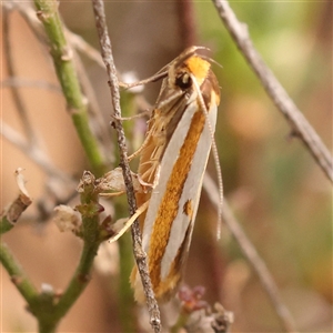 Myrascia (genus) at Gundaroo, NSW - 28 Sep 2024