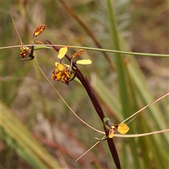 Diuris pardina (Leopard Doubletail) at Gundaroo, NSW - 28 Sep 2024 by ConBoekel