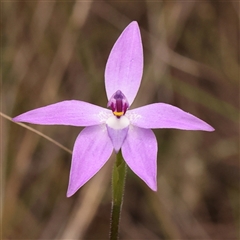 Glossodia major (Wax Lip Orchid) at Gundaroo, NSW - 28 Sep 2024 by ConBoekel