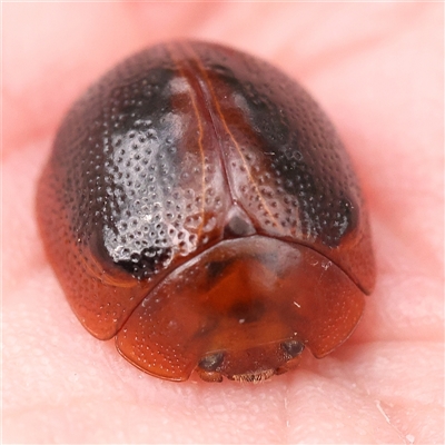 Dicranosterna immaculata (Acacia leaf beetle) at Gundaroo, NSW - 28 Sep 2024 by ConBoekel