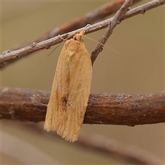 Epiphyas caryotis (A Tortricid moth) at Gundaroo, NSW - 28 Sep 2024 by ConBoekel