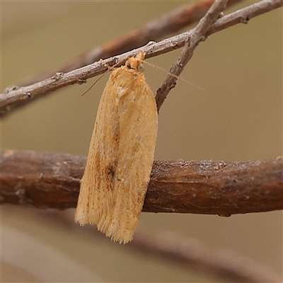 Epiphyas (genus) (A Tortrid moth) at Gundaroo, NSW - 28 Sep 2024 by ConBoekel