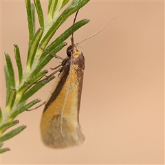 Philobota undescribed species near arabella (A concealer moth) at Gundaroo, NSW - 28 Sep 2024 by ConBoekel