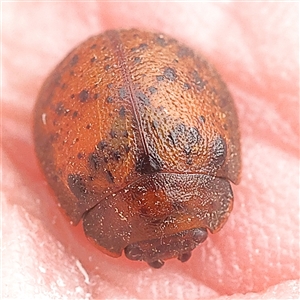 Trachymela sp. (genus) at Gundaroo, NSW - 28 Sep 2024