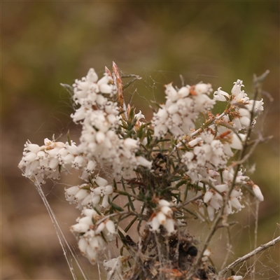 Lissanthe strigosa subsp. subulata (Peach Heath) at Gundaroo, NSW - 28 Sep 2024 by ConBoekel