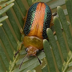 Calomela parilis (Leaf beetle) at Gundaroo, NSW - 28 Sep 2024 by ConBoekel