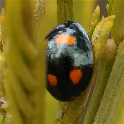 Unidentified Lady beetle (Coccinellidae) at Gundaroo, NSW - 28 Sep 2024 by ConBoekel