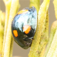 Orcus australasiae at Gundaroo, NSW - 28 Sep 2024