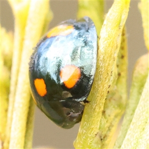 Orcus australasiae at Gundaroo, NSW - 28 Sep 2024