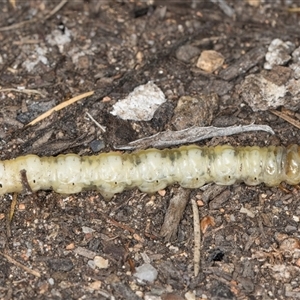 Hepialidae (family) IMMATURES at Melba, ACT - 27 Oct 2024 09:16 AM