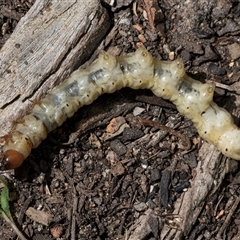 Hepialidae (family) IMMATURES at Melba, ACT - 27 Oct 2024