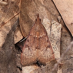 Uresiphita ornithopteralis (Tree Lucerne Moth) at Gundaroo, NSW - 28 Sep 2024 by ConBoekel