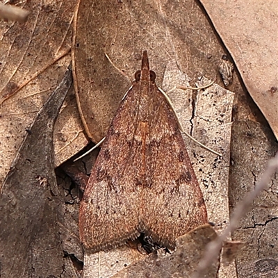 Uresiphita ornithopteralis (Tree Lucerne Moth) at Gundaroo, NSW - 28 Sep 2024 by ConBoekel