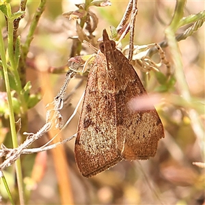 Uresiphita ornithopteralis at Gundaroo, NSW - 28 Sep 2024