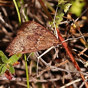 Uresiphita ornithopteralis at Gundaroo, NSW - 28 Sep 2024