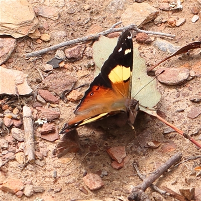 Vanessa itea (Yellow Admiral) at Gundaroo, NSW - 28 Sep 2024 by ConBoekel