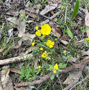 Hibbertia obtusifolia at Wee Jasper, NSW - 27 Oct 2024 08:14 AM