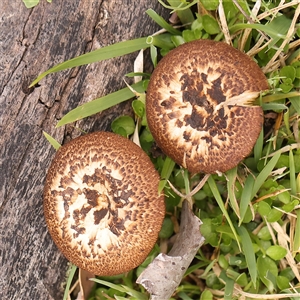 Lentinus arcularius at Gundaroo, NSW - 28 Sep 2024