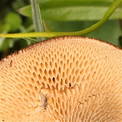 Lentinus arcularius at Gundaroo, NSW - 28 Sep 2024