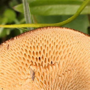 Lentinus arcularius at Gundaroo, NSW - 28 Sep 2024 01:21 PM