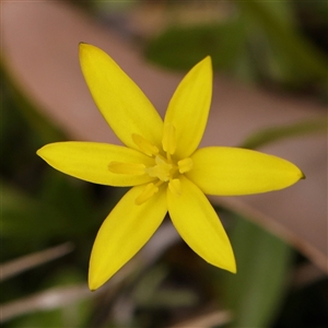 Pauridia vaginata at Gundaroo, NSW - 28 Sep 2024