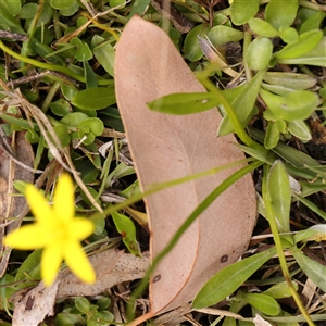 Pauridia vaginata at Gundaroo, NSW - 28 Sep 2024