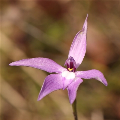 Glossodia major (Wax Lip Orchid) at Gundaroo, NSW - 28 Sep 2024 by ConBoekel