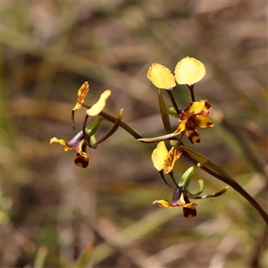 Diuris pardina at Gundaroo, NSW - suppressed