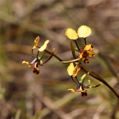 Diuris pardina (Leopard Doubletail) at Gundaroo, NSW - 28 Sep 2024 by ConBoekel