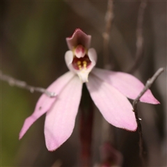 Caladenia fuscata (Dusky Fingers) at Gundaroo, NSW - 28 Sep 2024 by ConBoekel