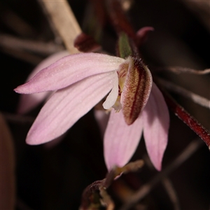 Caladenia fuscata at Gundaroo, NSW - suppressed