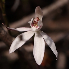 Caladenia fuscata (Dusky Fingers) at Gundaroo, NSW - 28 Sep 2024 by ConBoekel