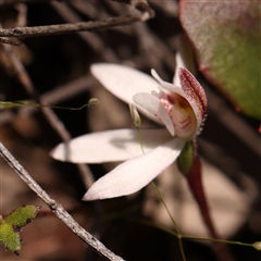 Caladenia fuscata at Gundaroo, NSW - suppressed