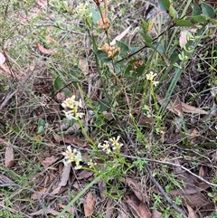 Stackhousia monogyna (Creamy Candles) at Wee Jasper, NSW - 27 Oct 2024 by courtneyb