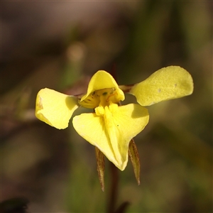 Diuris chryseopsis at Gundaroo, NSW - suppressed